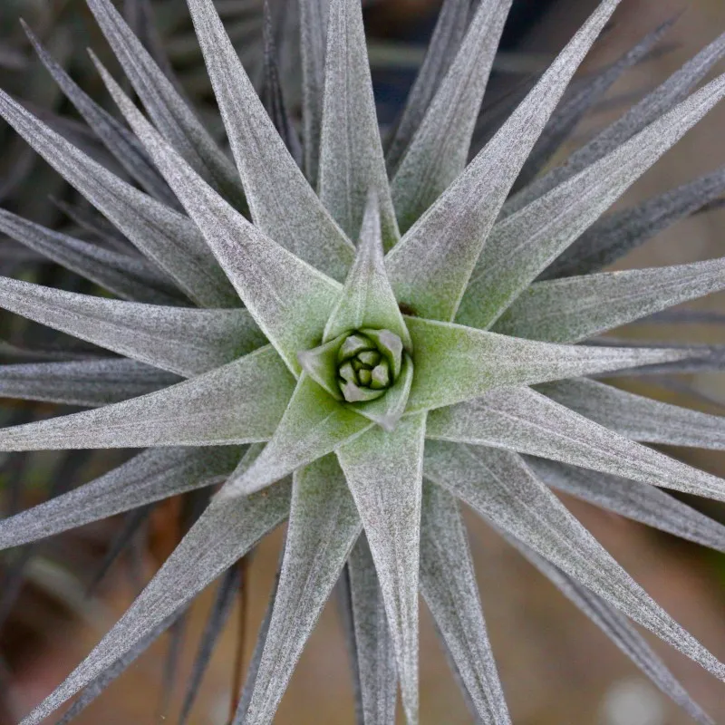 Arty Botanicals photo 4