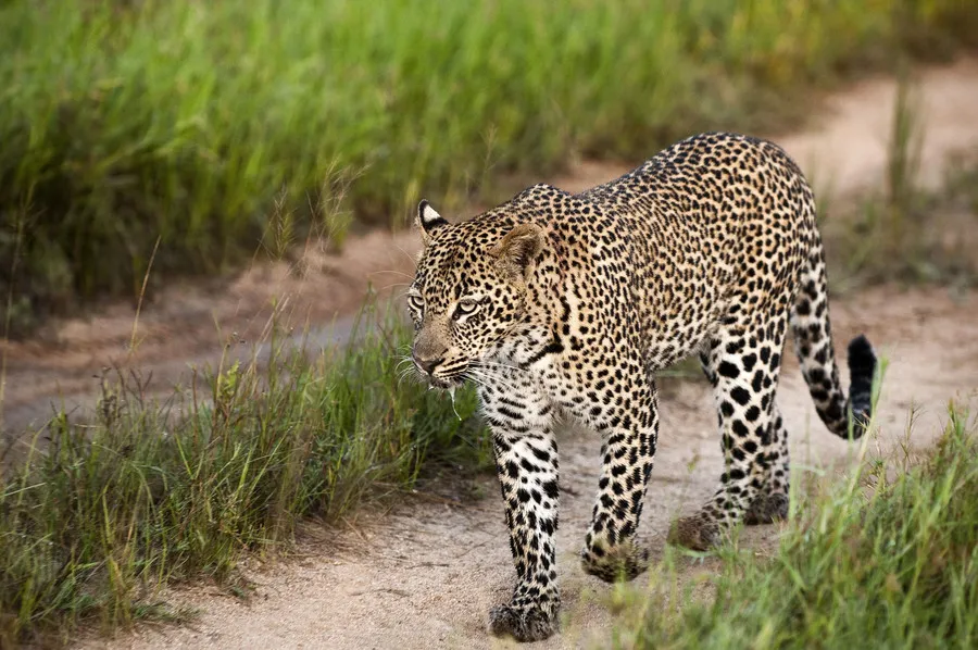 Sabi Sands Lodges Reservations photo 4