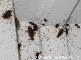 Bugs and Roaches Fumigators photo 1