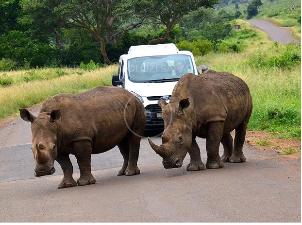 Zulu Safaris photo 3