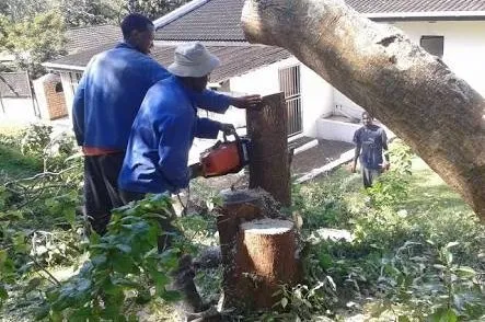 CAMMY Tree Felling photo 2