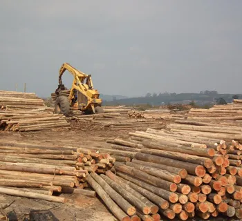 Sabie Poles photo 3