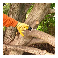 Tree Felling Doctor logo