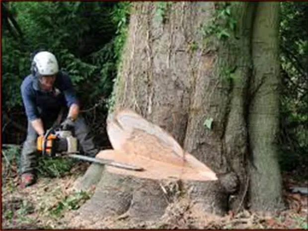 Tree Felling Doctor photo 3