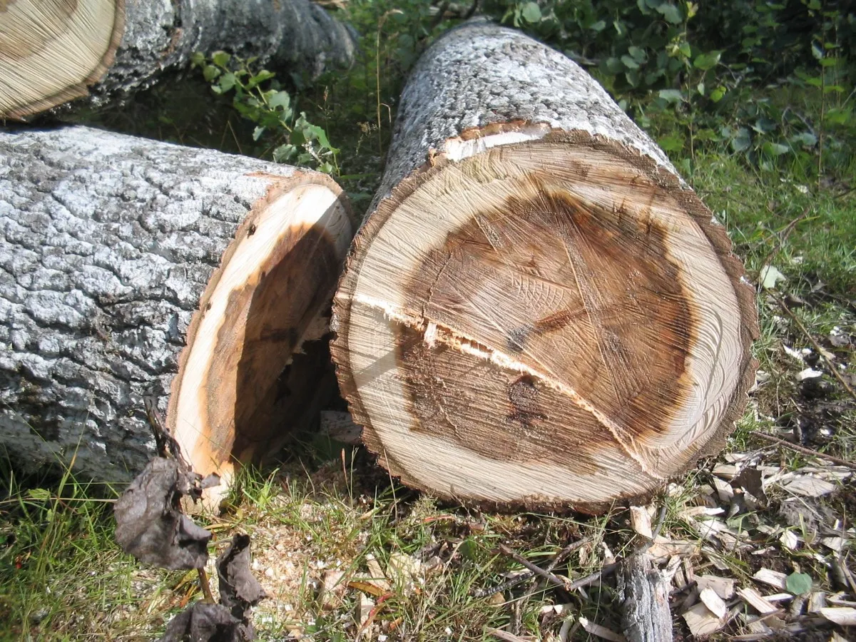 Tree Felling Doctor photo 4