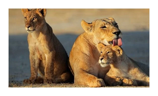 Royal Safaris logo