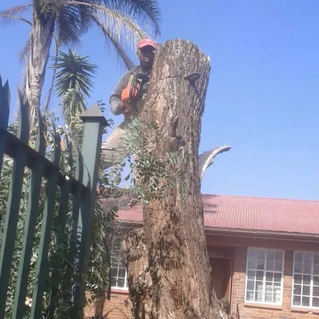 JT Tree Felling photo 1