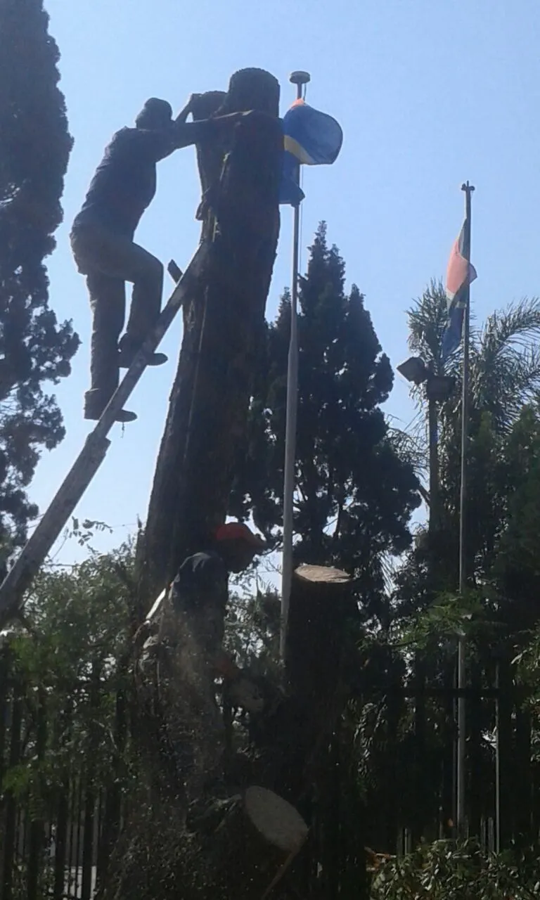 JT Tree Felling photo 2