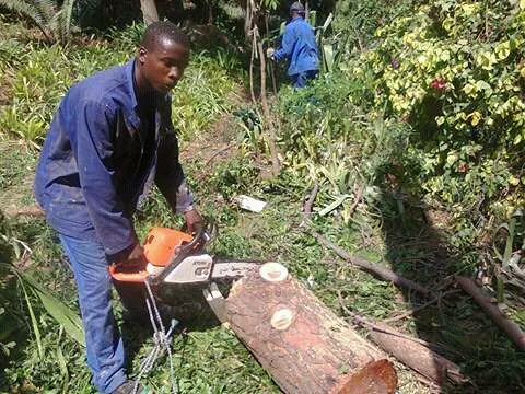 JT Tree Felling photo 3