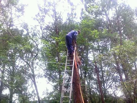 JT Tree Felling photo 4