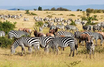 Serengeti Park photo 1