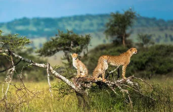 Serengeti Park photo 2