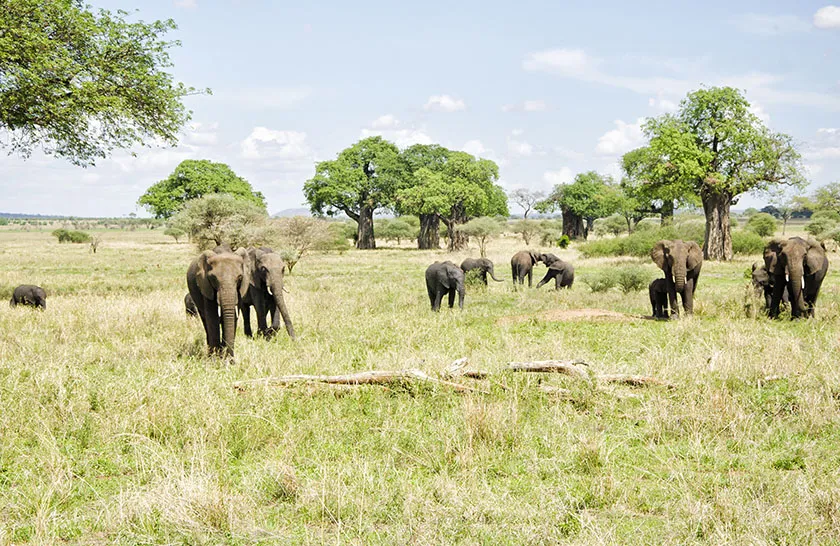 Foot Slopes Tours & Safaris photo 1