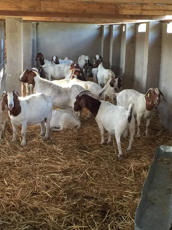 Old Town Farms photo 2
