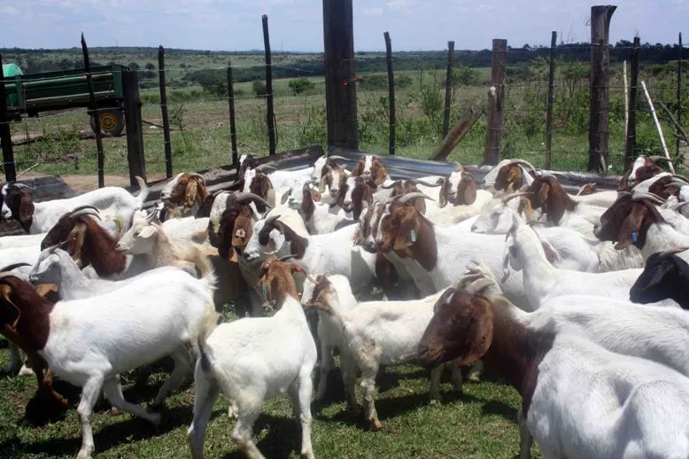 Old Town Farms photo 3
