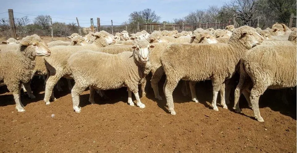 alfarmpoutryandlivestockptyltd photo 1