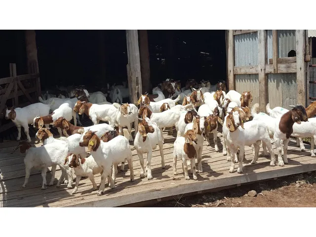 alfarmpoutryandlivestockptyltd photo 2