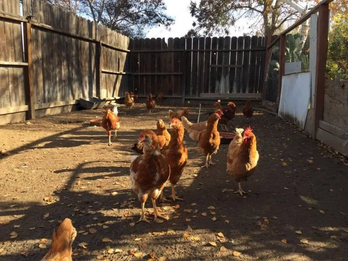 Old Town Farms photo 2