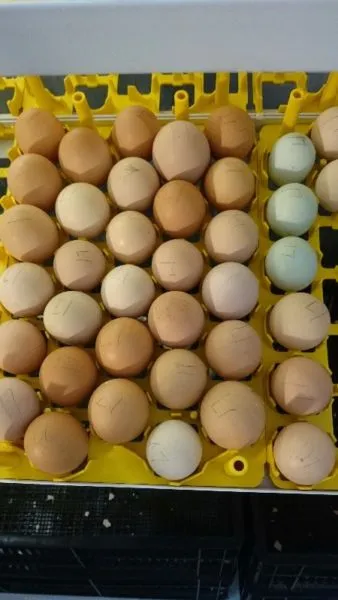 Old Town Farms photo 3