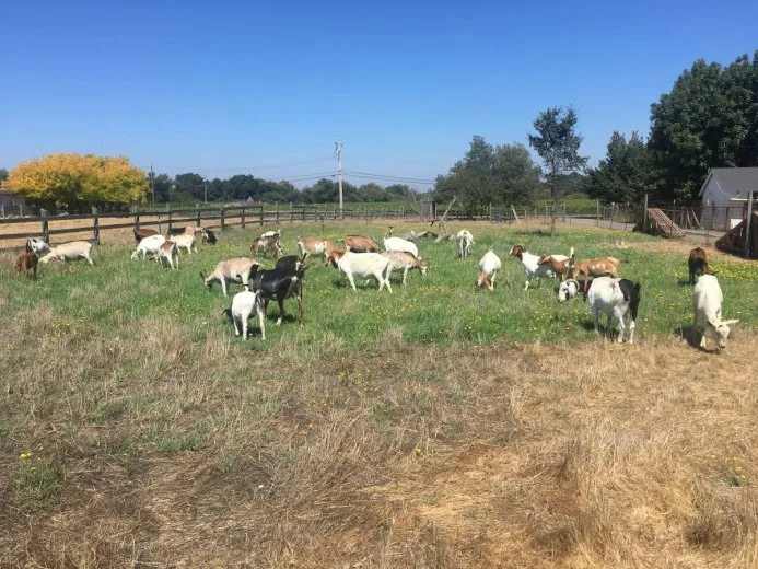 Old Town Farms photo 4