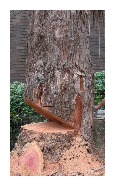 Tree Felling Services | Budget Tree Fellers logo
