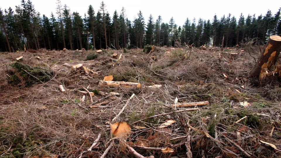 Tree Felling Services | Budget Tree Fellers photo 2