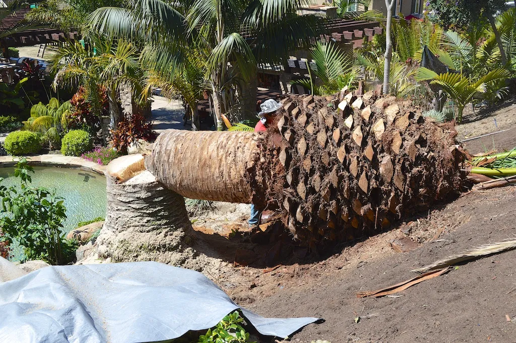 Tree Felling Services | Budget Tree Fellers photo 3