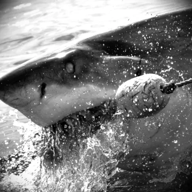Shark Cage Diving Cape Town photo 1