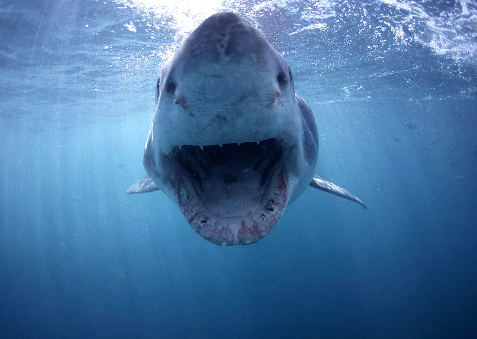 Shark Cage Diving Cape Town photo 2