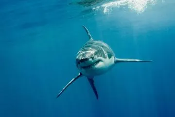 Shark Cage Diving Cape Town photo 3