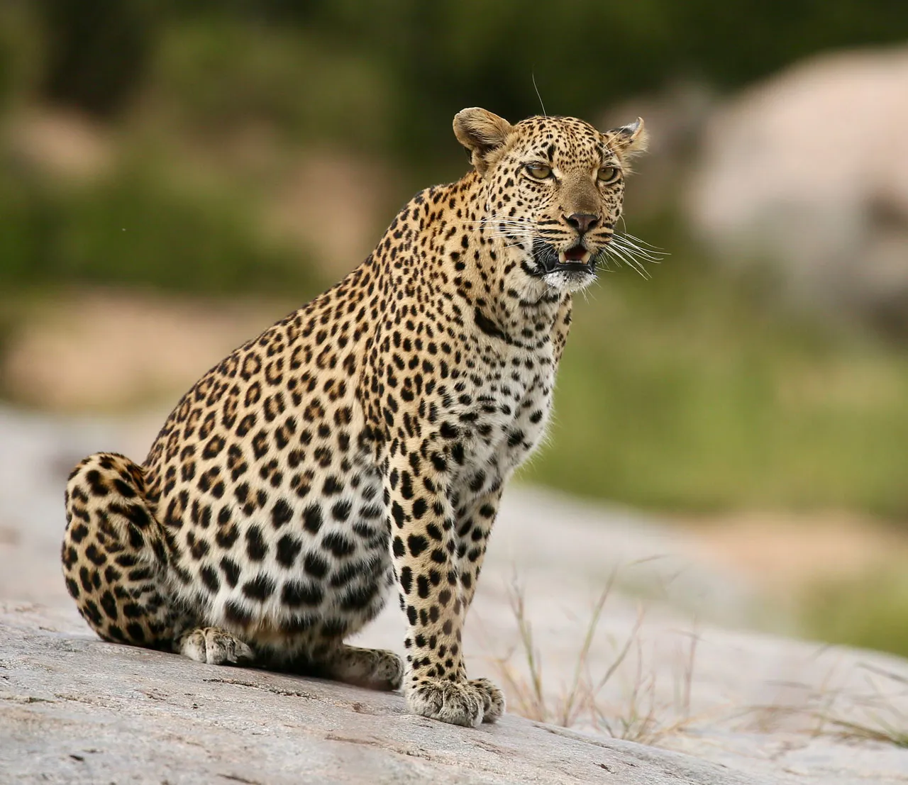 Kambaku River Lodge photo 2