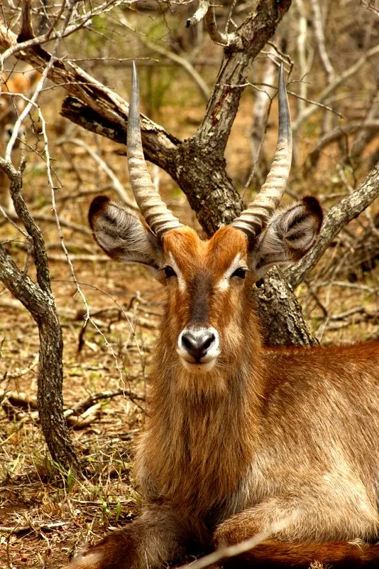 Wild Planet Safari photo 1