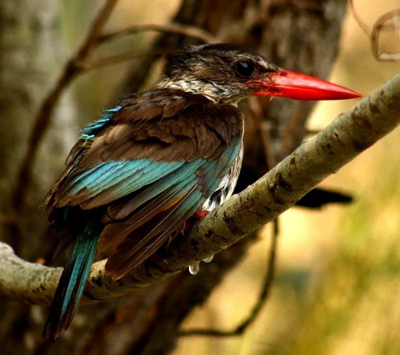 Wild Planet Safari photo 2