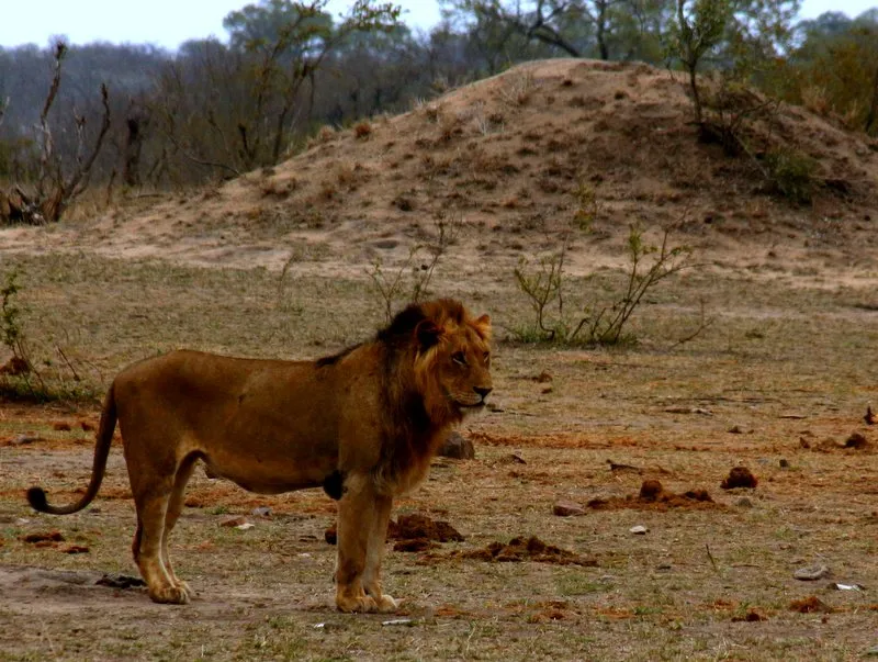 Wild Planet Safari photo 4