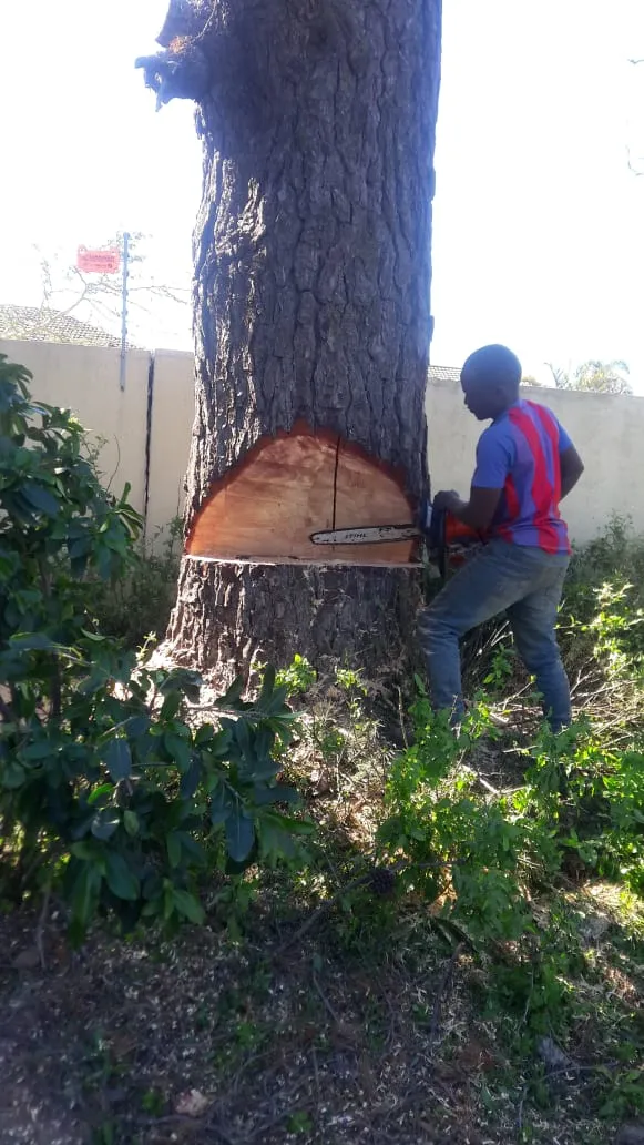 Goodwill Tree Fellers photo 1