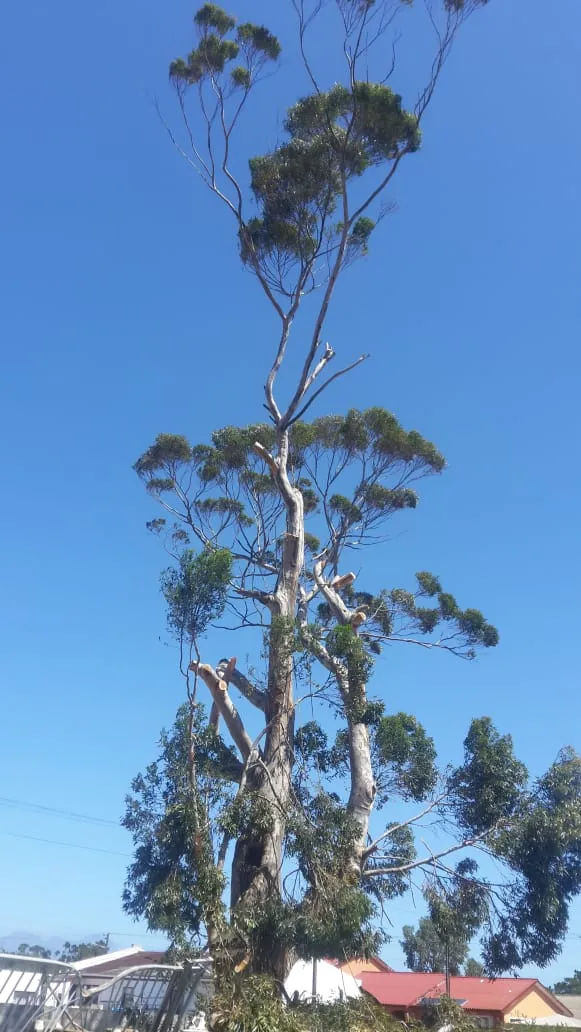 Goodwill Tree Fellers photo 2