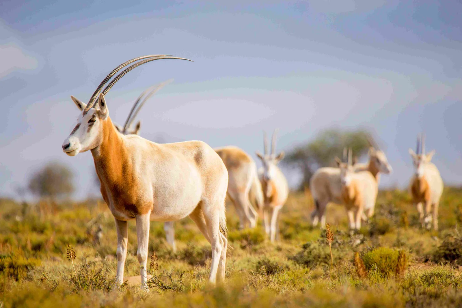 Inkulu African Safaris photo 3