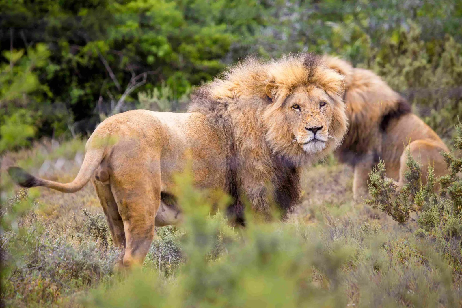 Inkulu African Safaris photo 4