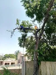 Tree Felling Group photo 1