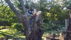 Tree Felling Group photo 2
