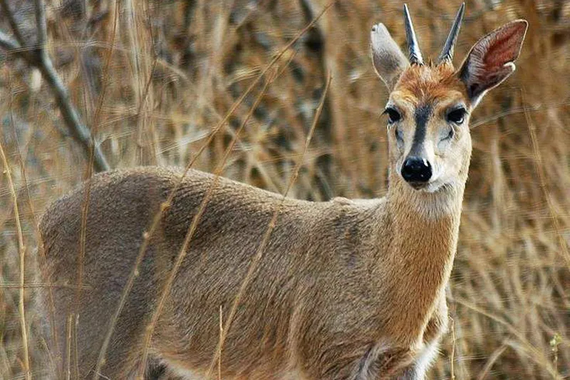 African wildlife exports photo 1