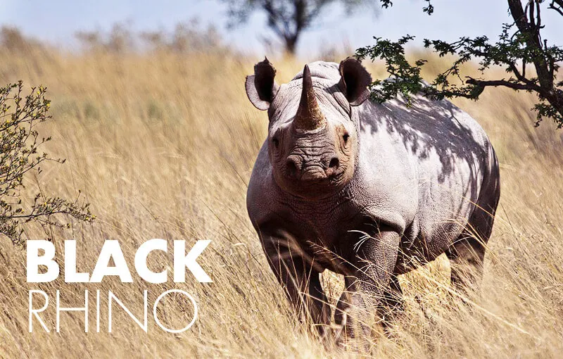 African wildlife exports photo 2