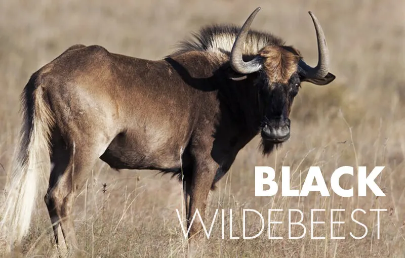 African wildlife exports photo 3