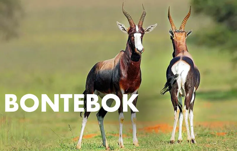 African wildlife exports photo 4