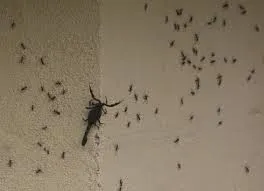 Bugs and Roaches Fumigators photo 1