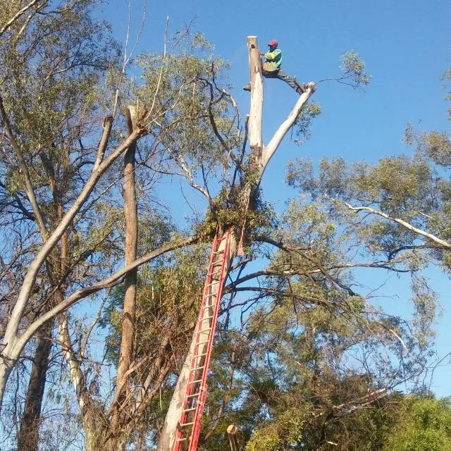 Eddy's Tree Felling photo 1