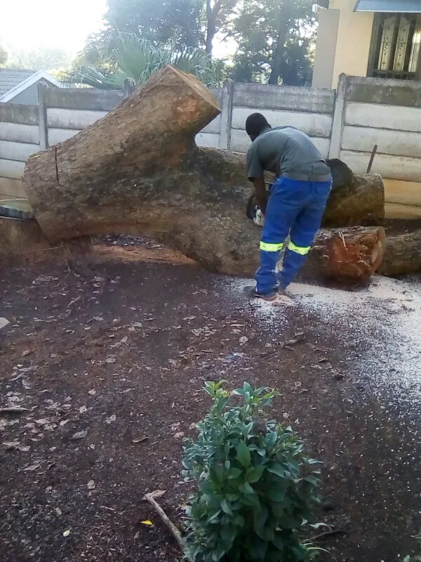 Eddy's Tree Felling photo 2