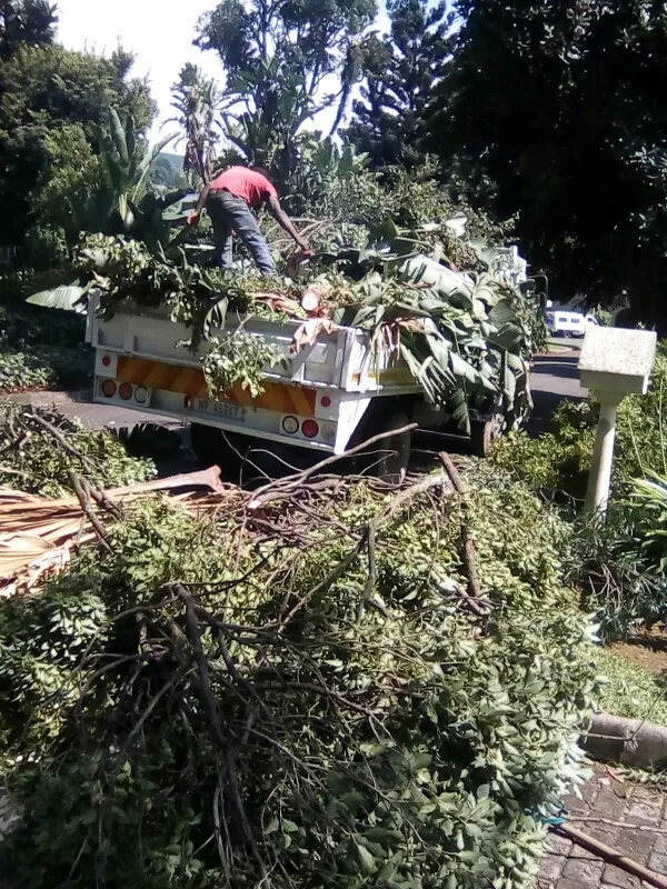 Eddy's Tree Felling photo 3