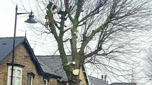 Eddy's Tree Felling photo 4