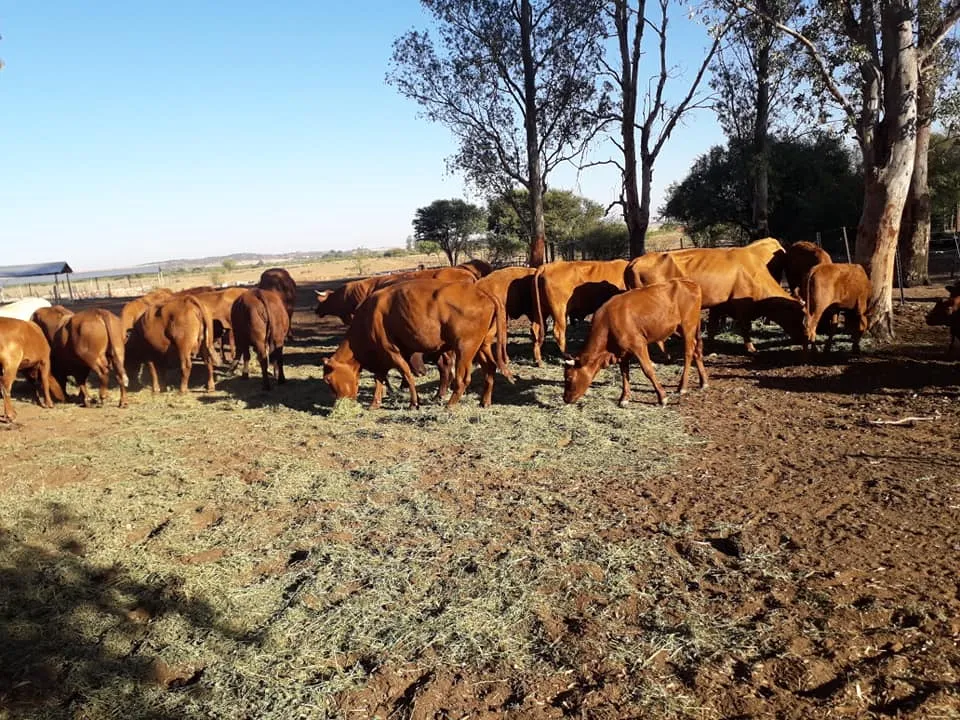 First Choice Farmers (Pty) Ltd photo 1